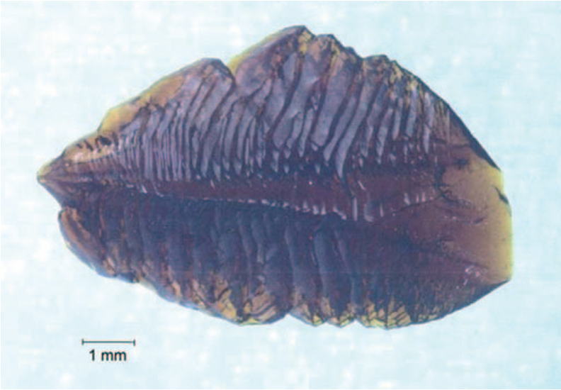 iron-jarosite